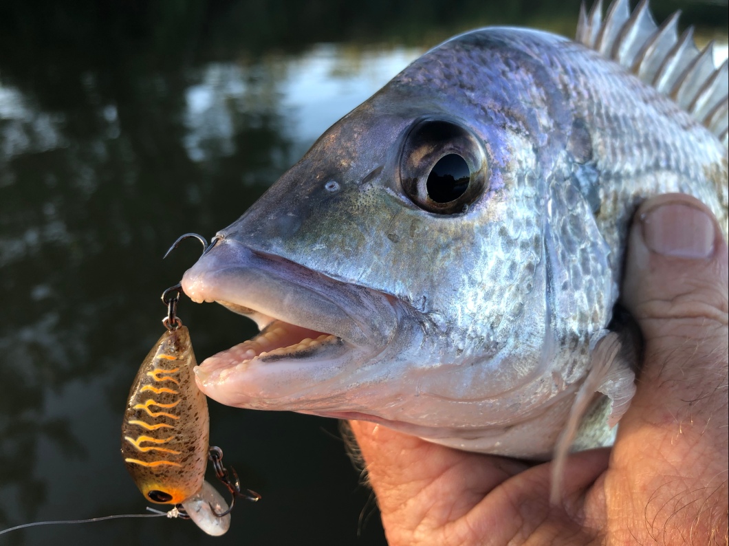 How to catch Bream on lures: FEATURE ARTICLE. – I fish therefore I am